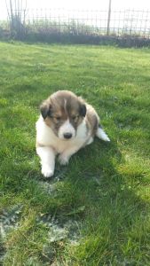 hund17a