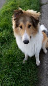 hund17b